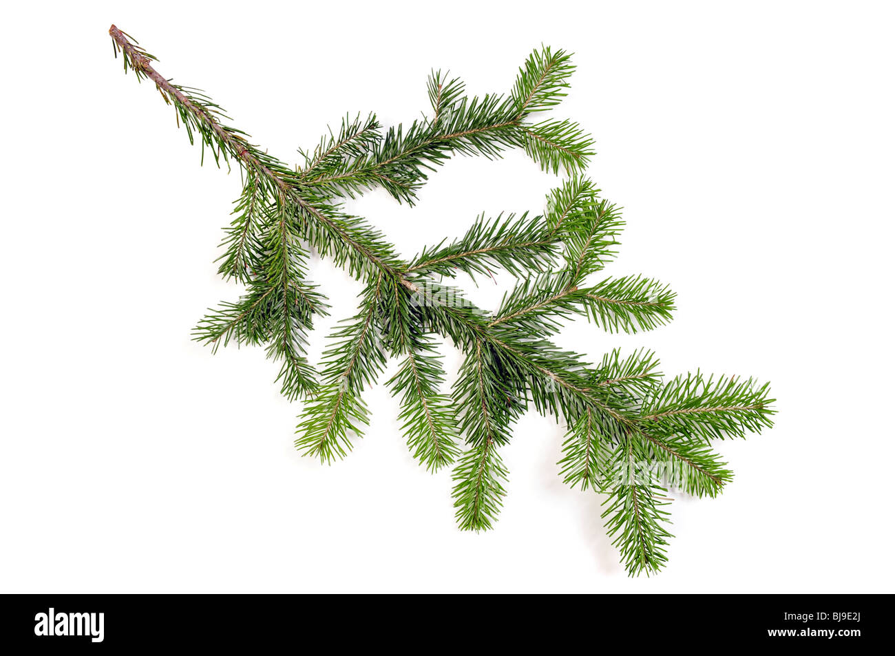 Tannenzweig-Fell-Baum auf weiß für Weihnachtsdekoration Stockfoto