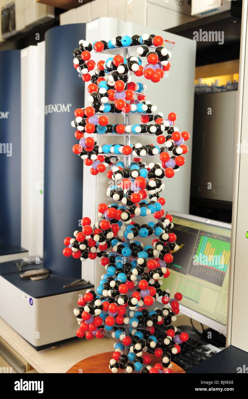 DNA-Moleküle Strukturmodell - Doppelhelix-Eigenschaften Stockfoto