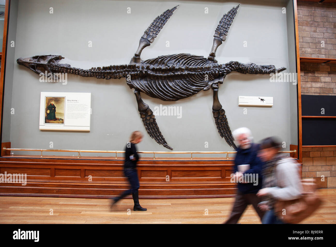 Das Natural History Museum, London. Riesigen Fossil von einem Pliosaur