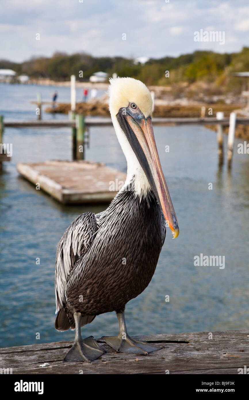 Brauner Pelikan (Pelecanus Occidentalis) thront auf Holzsteg entlang der Tolomato Fluss in der Nähe von St. Augustine, Florida Stockfoto