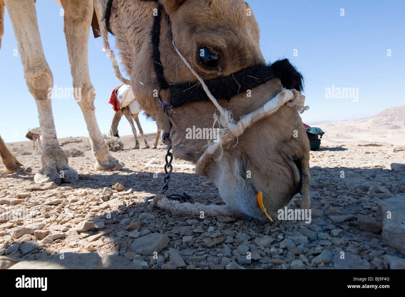 Nahaufnahme Foto des arabischen Kamels Essen einer Orangenschale Stockfoto