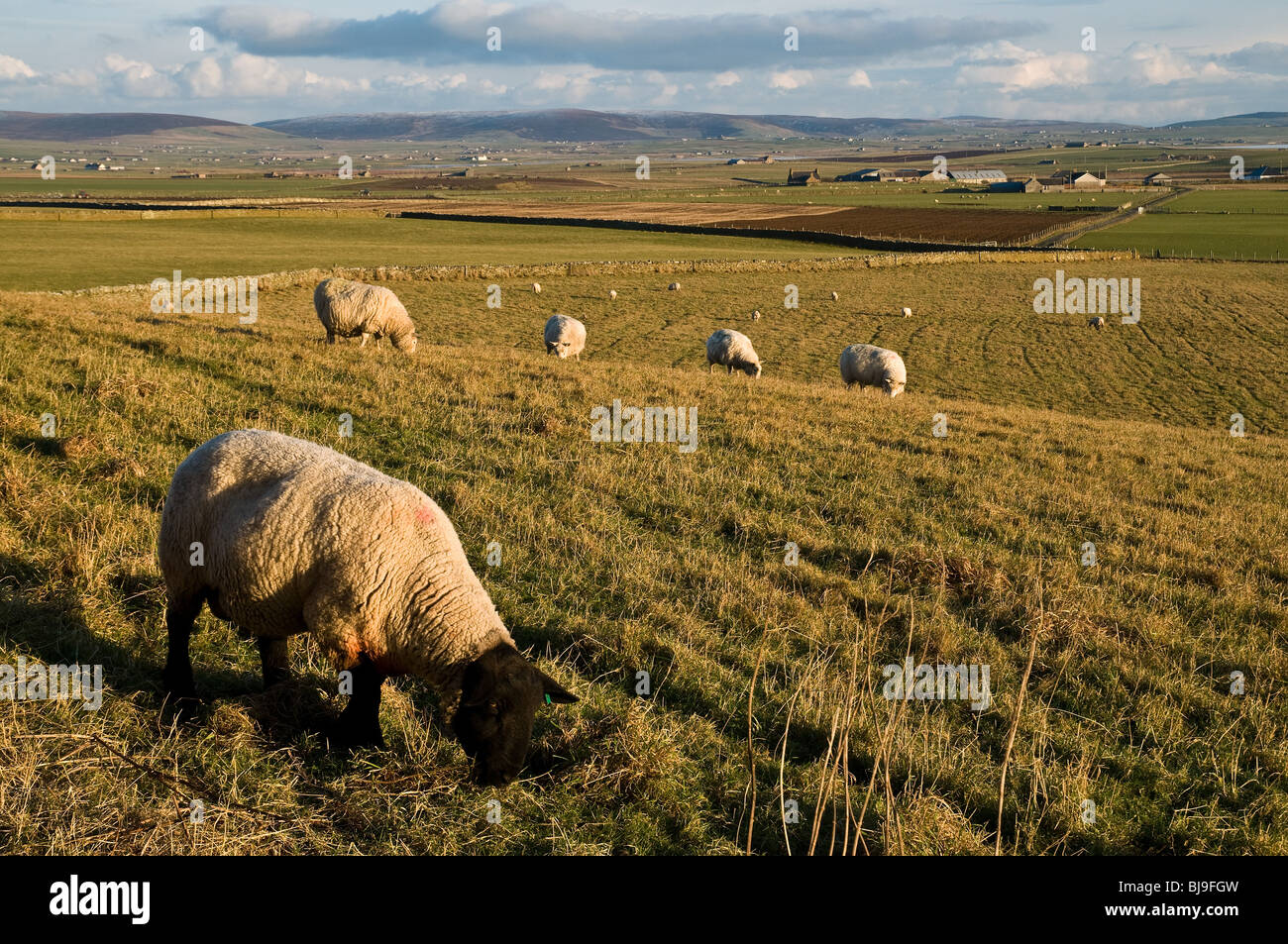 dh ram Landwirtschaft ORKNEY Schafzucht Orkney Landschaft Äckern Suffolk Schafe weiden Stockfoto