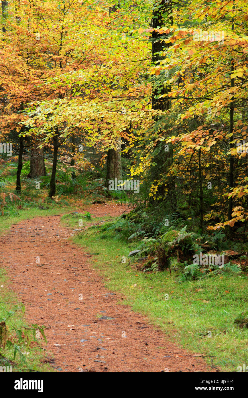 Pfad in der Galloway Forest Park in Dumfries und Galloway, Schottland, im Herbst. Stockfoto