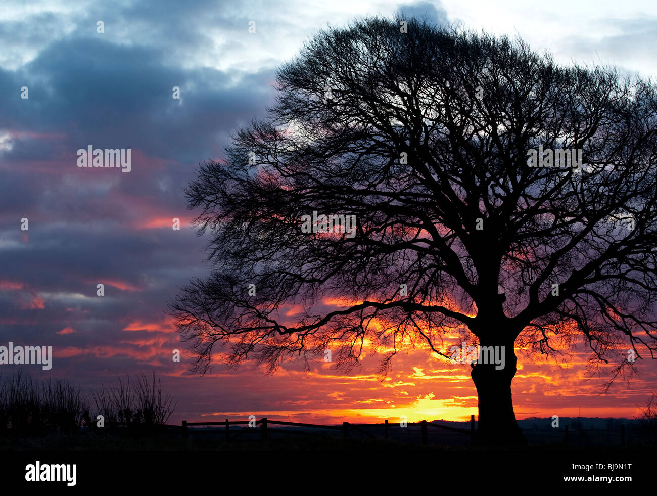 Silhouette einer Buche gegen eine feurige winter Sonnenaufgang. Shotteswell, Warwickshire, England Stockfoto