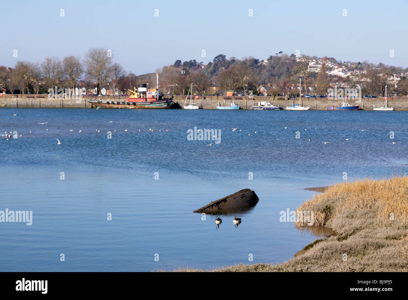 Fluß Torridge bei Bideford North Devon mit zwei Kanadagänse und halb versunkenen Schiff zu zerstören. Stockfoto