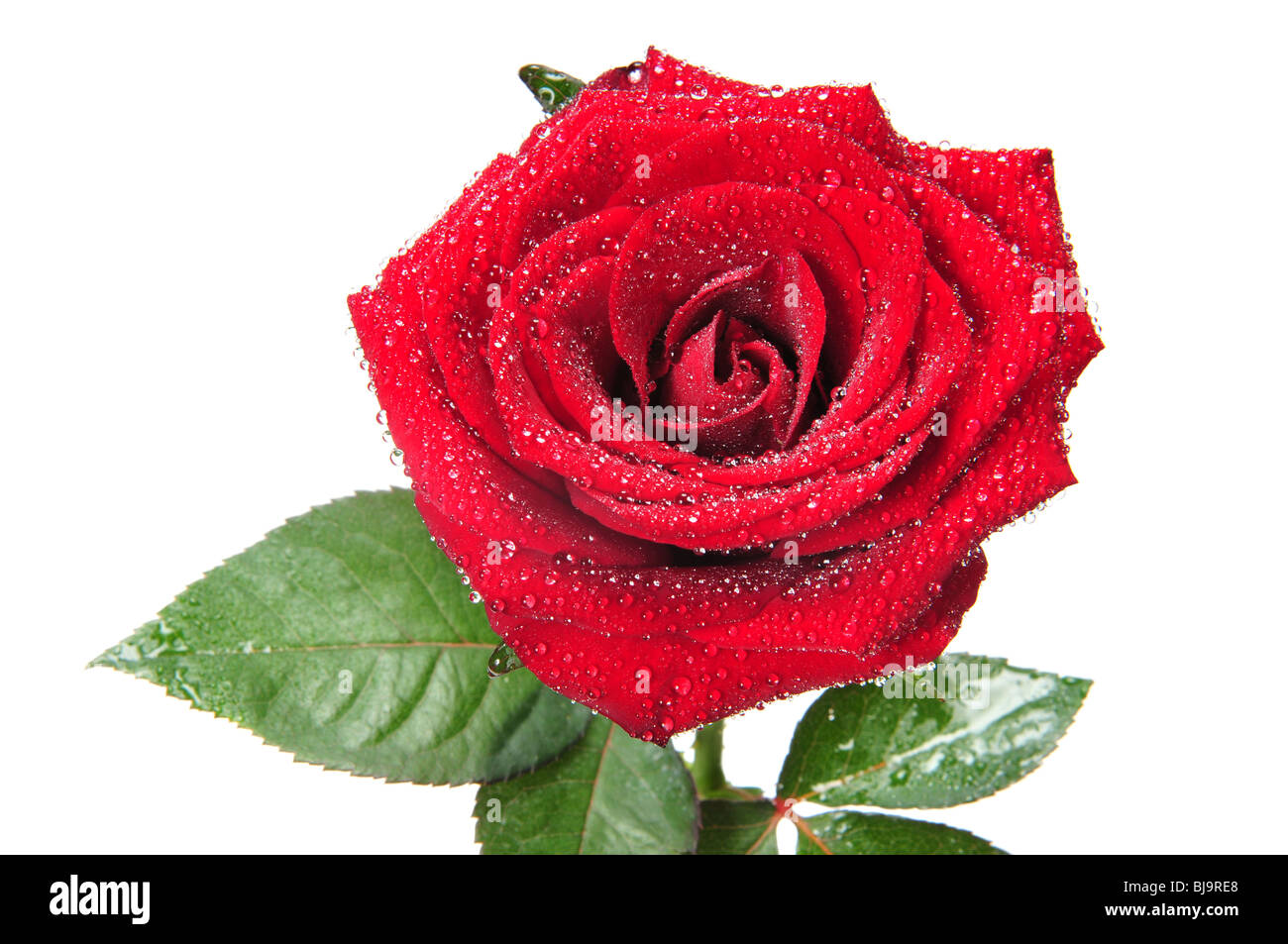 Rote rose Makro isoliert auf weißem Hintergrund Stockfoto