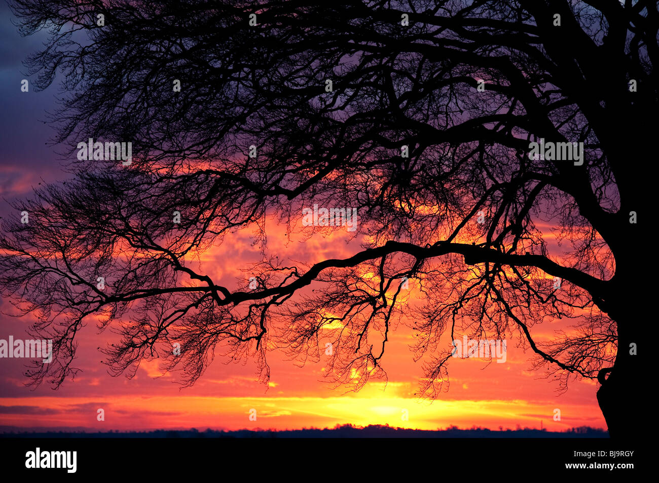 Silhouette einer Buche gegen eine feurige winter Sonnenaufgang. Shotteswell, Warwickshire, England Stockfoto
