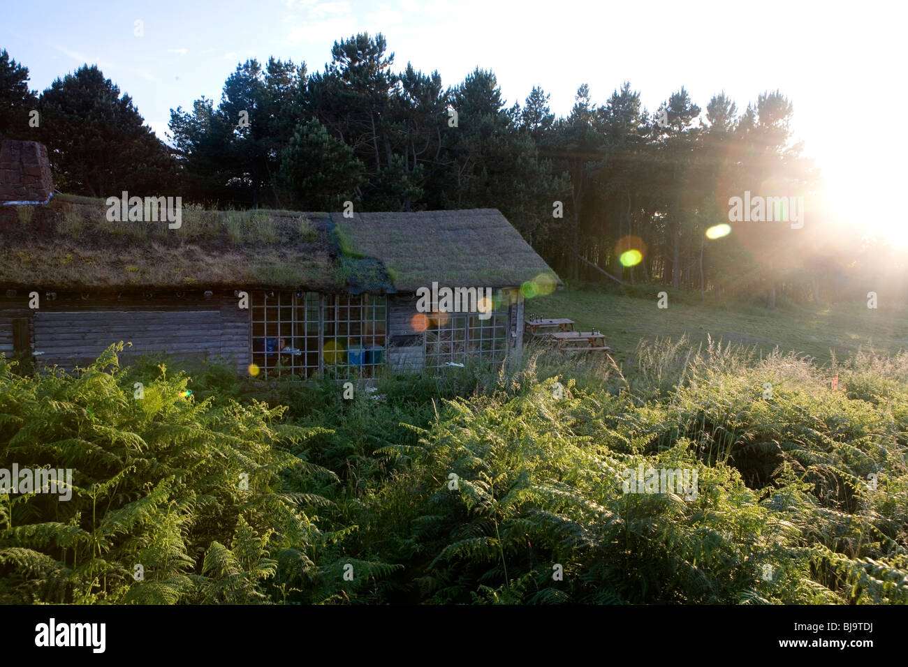 Holzhaus mit begrünt Dach im Sonnenuntergang mit Fackel zwischen Sträuchern und Wald Stockfoto