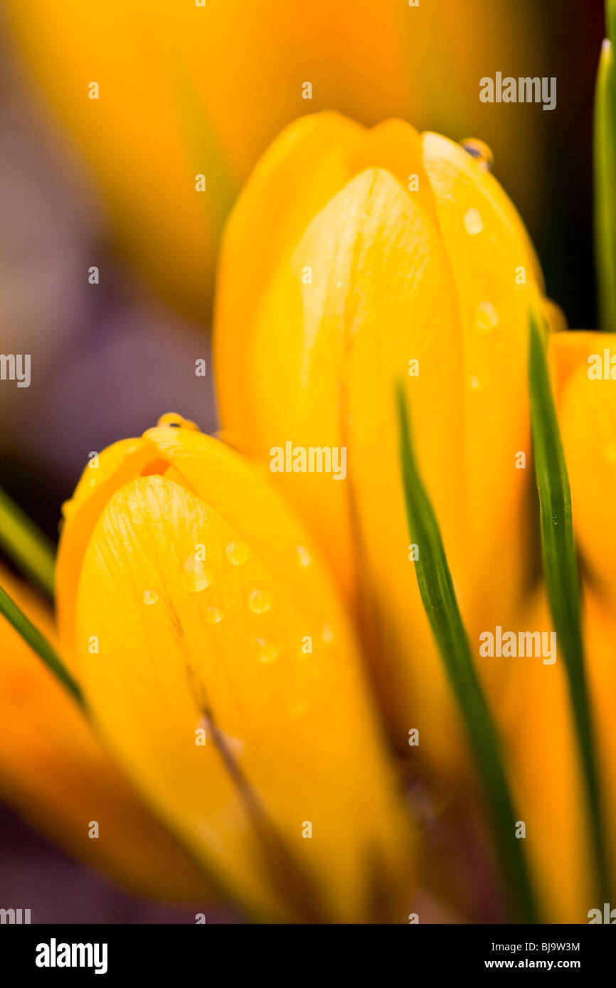 Krokus ist eine Gattung aus der Familie der Iris Blumen.  Sie sind ursprünglich aus niedrigeren in alpinen Lagen in den Wäldern und Wiesen aber schon weit verbreitet angebaut. Stockfoto