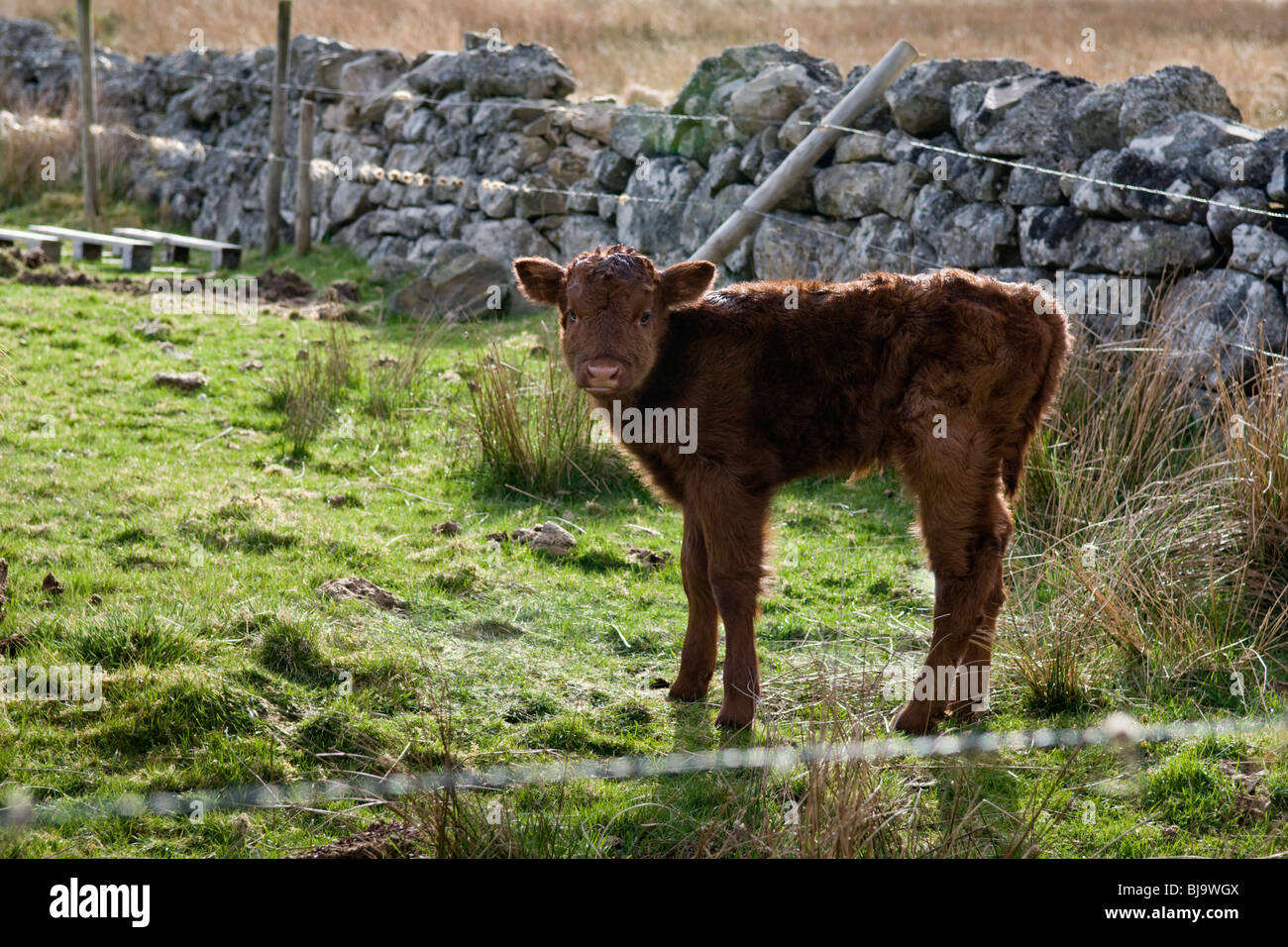 Neugeborenen Highland Kuh Kalb stand im Feld vor Steinmauer, genommen in Glen Cassley in Schottland Stockfoto