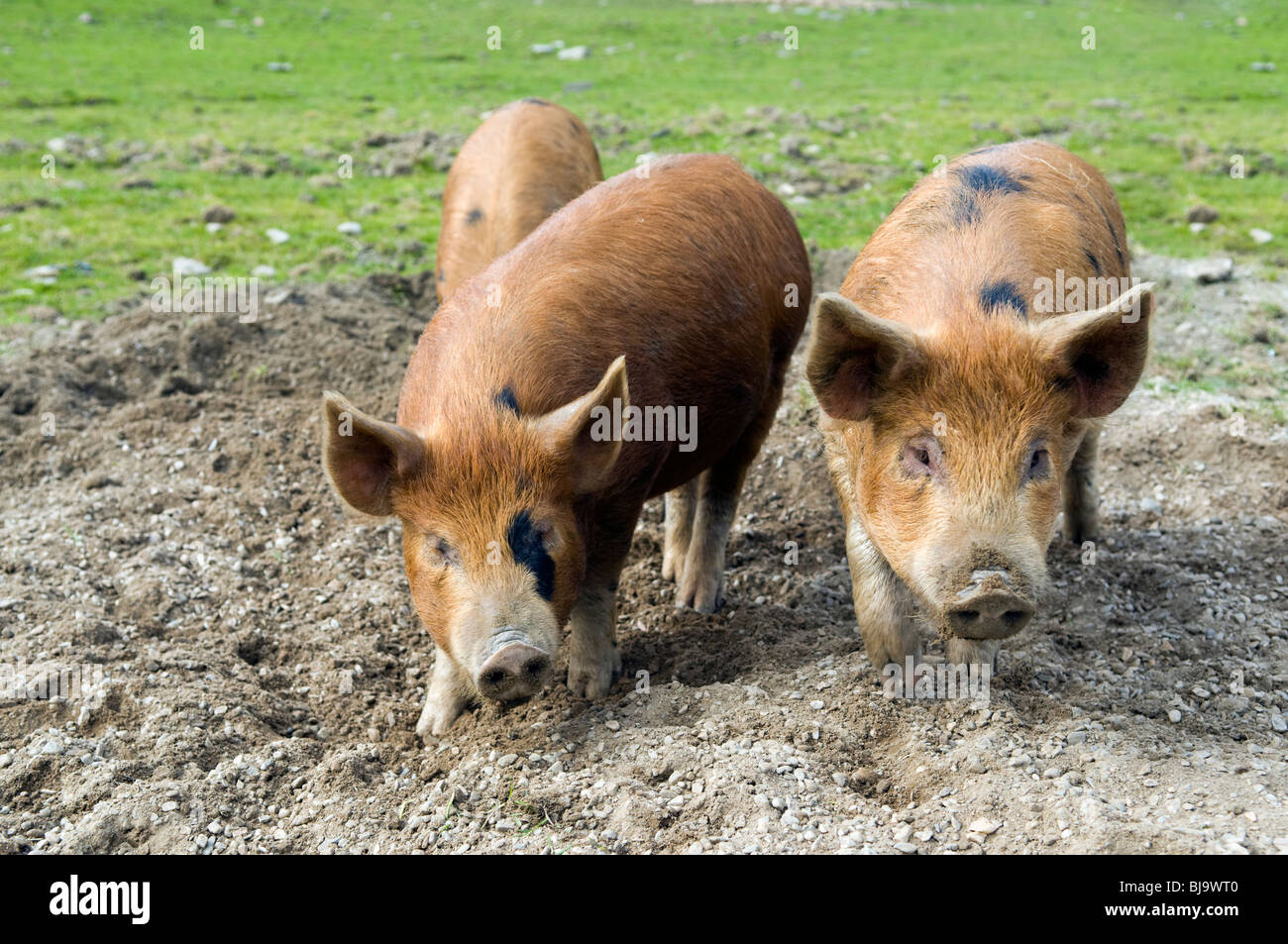 Entdeckt Kune kreuzen Kune und Wildschweine Freilandhaltung Schweine Weiden im Feld Stockfoto