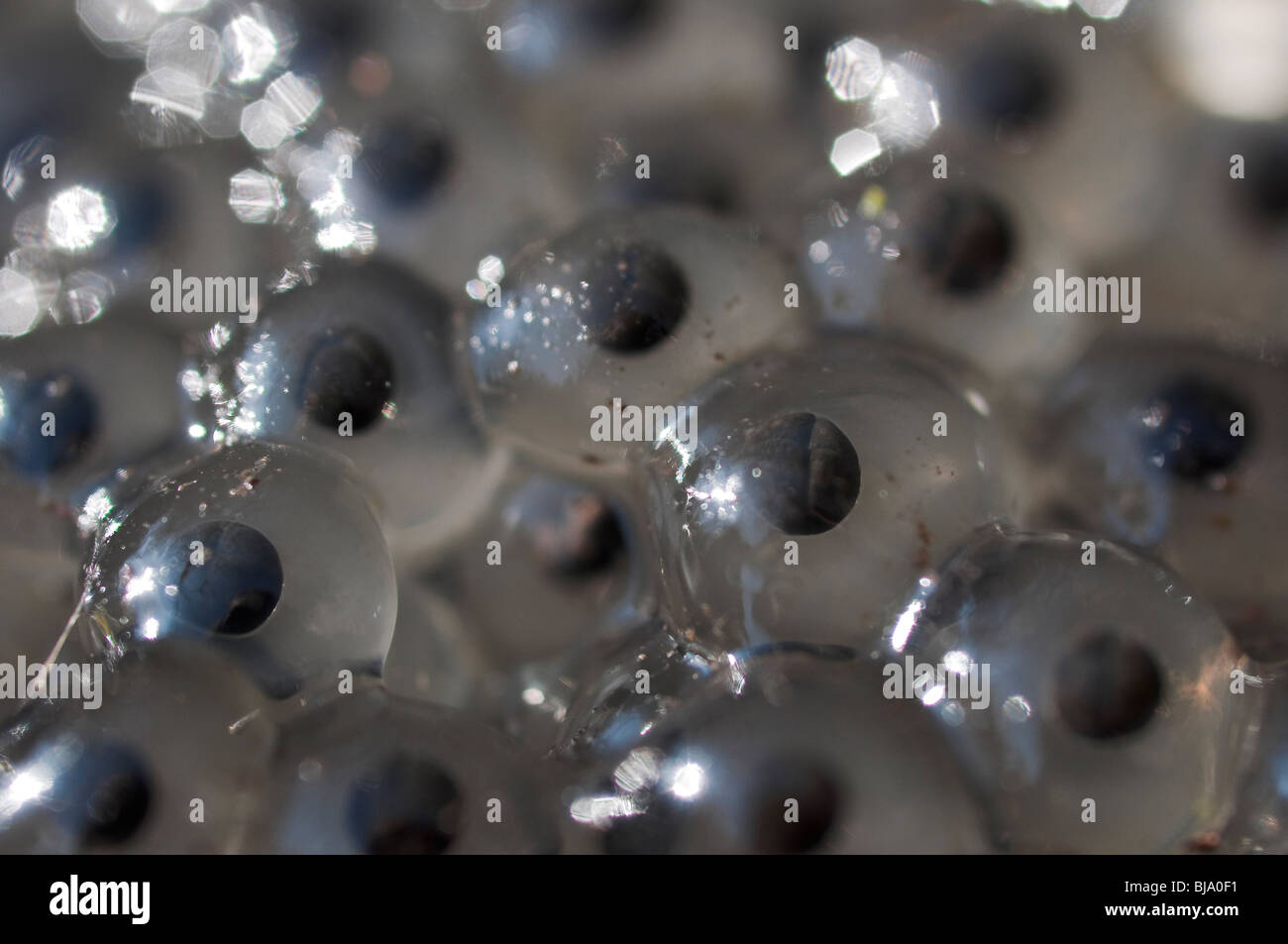 Nahaufnahme der Frosch Spawn im Gartenteich Stockfoto