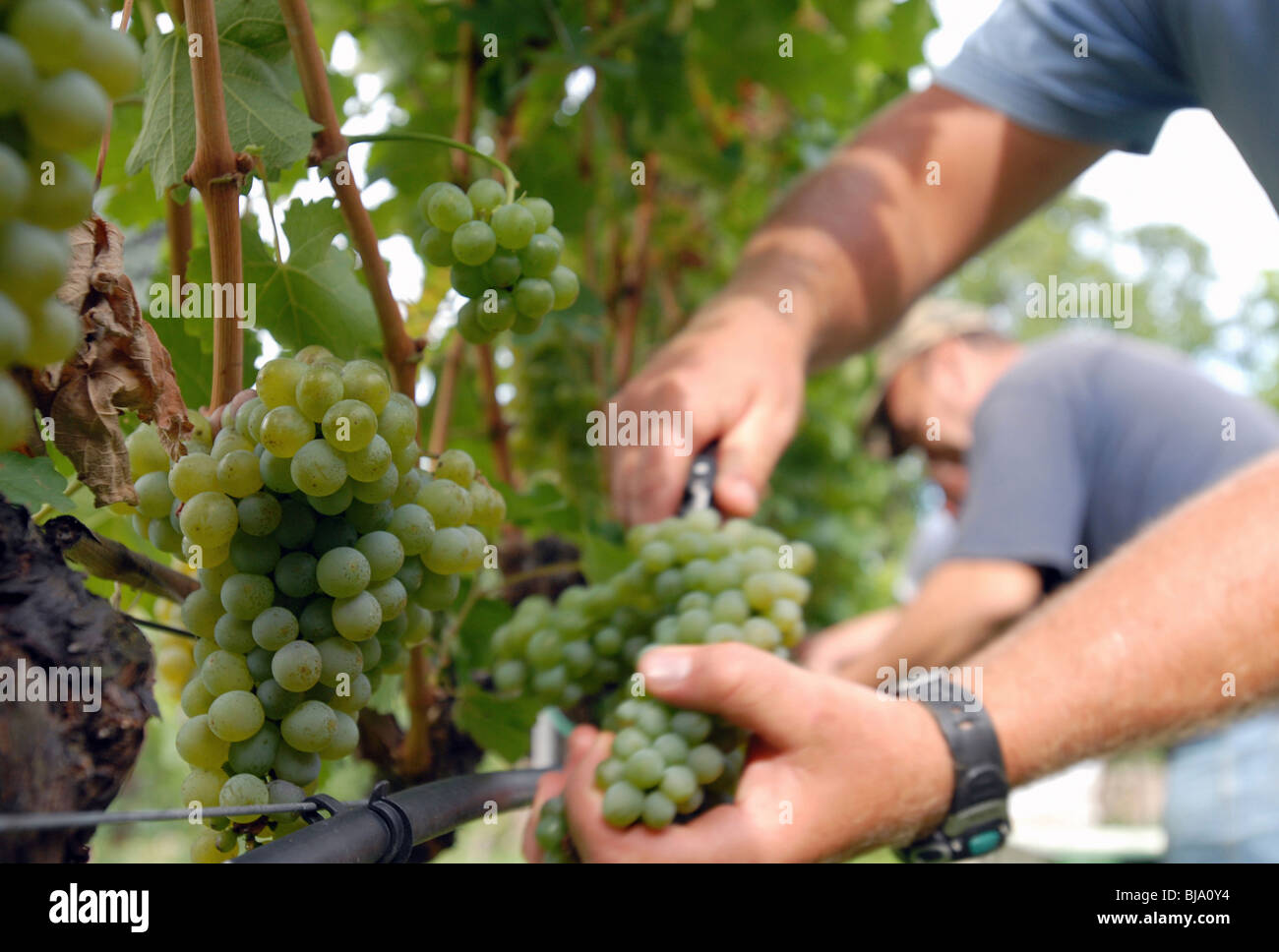 Weinlese, Italien Stockfoto