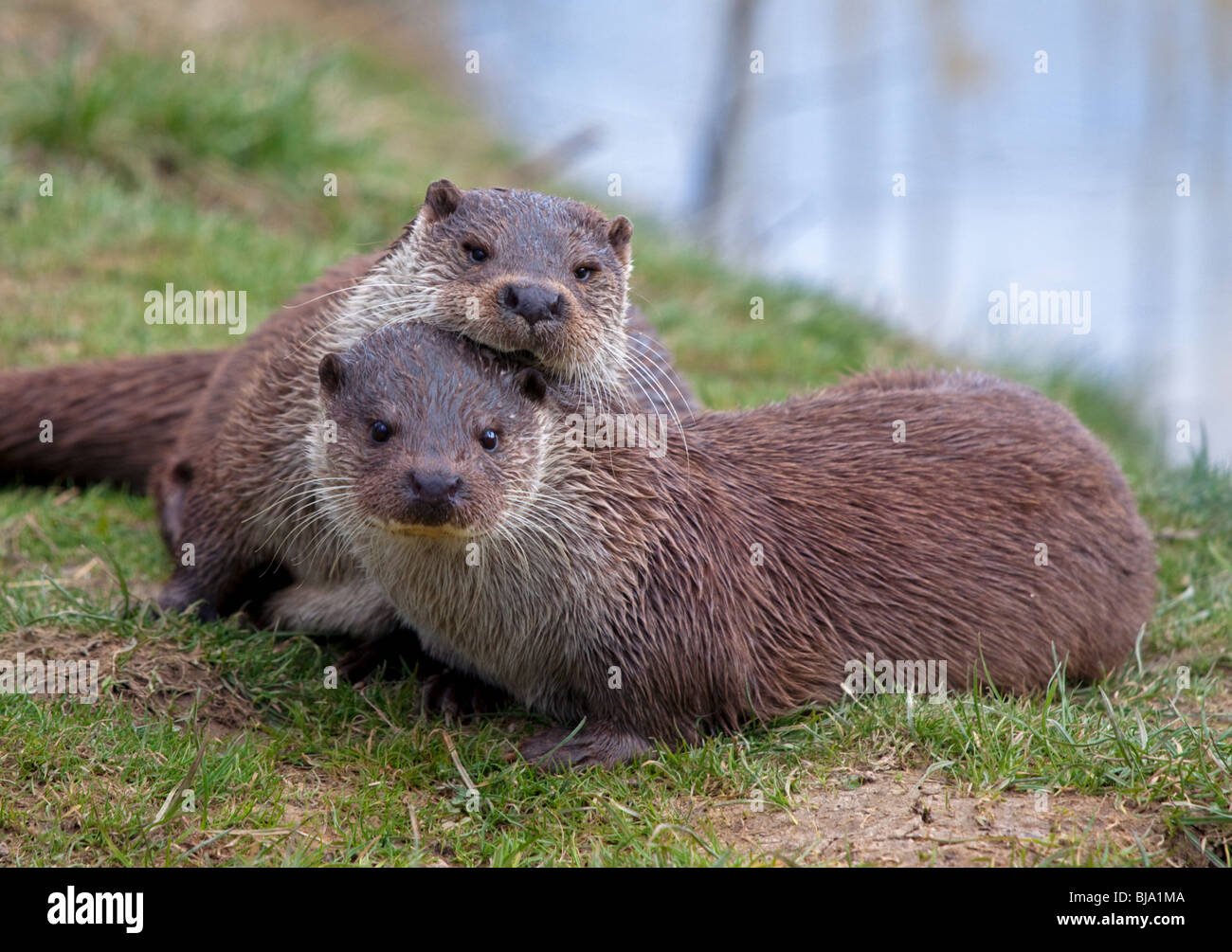 Eurasische Fischotter (Lutra Lutra) kuscheln Stockfoto