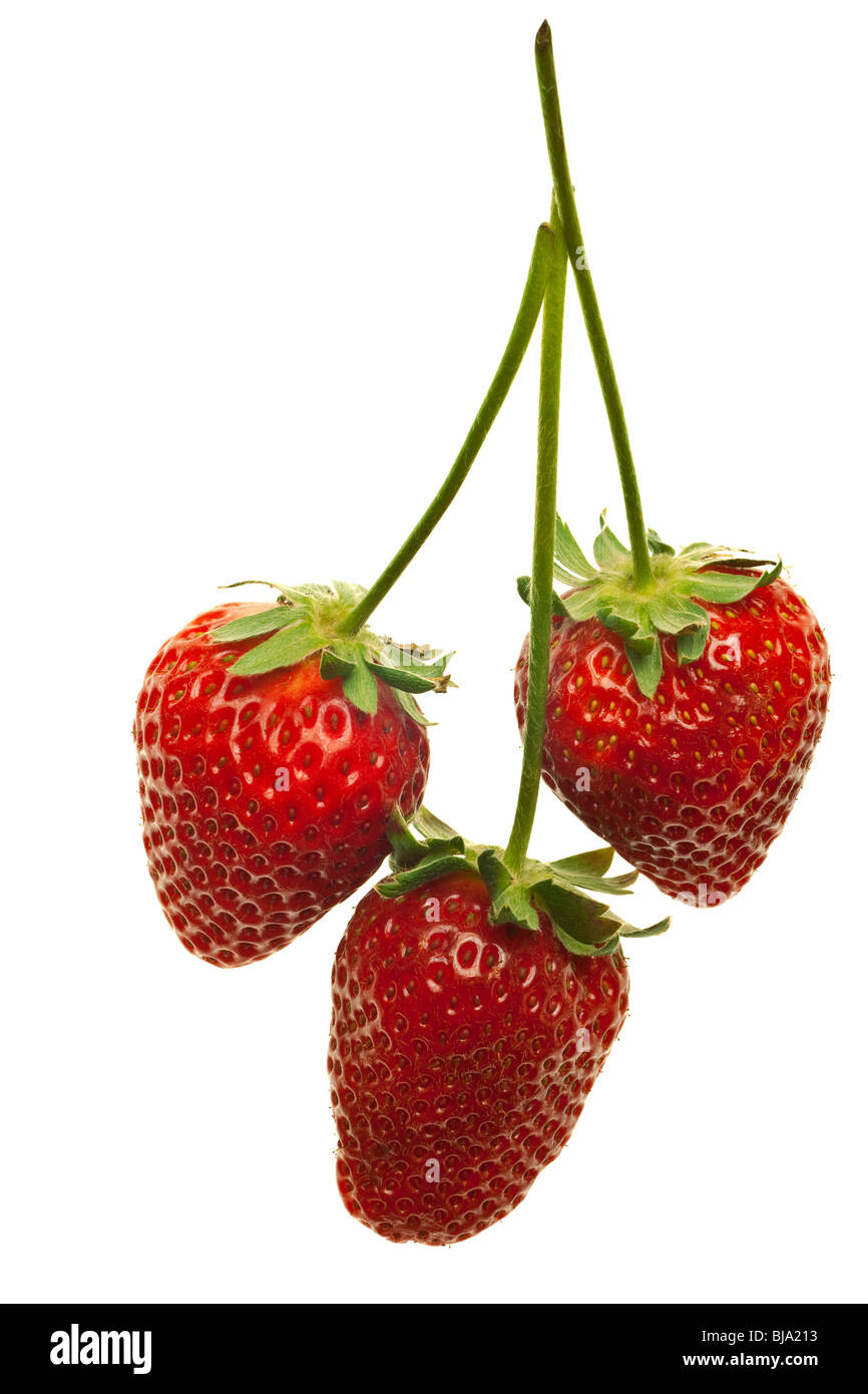 Reife rote Erdbeeren mit stammt und verlässt isolierten auf weißen Hintergrund Stockfoto