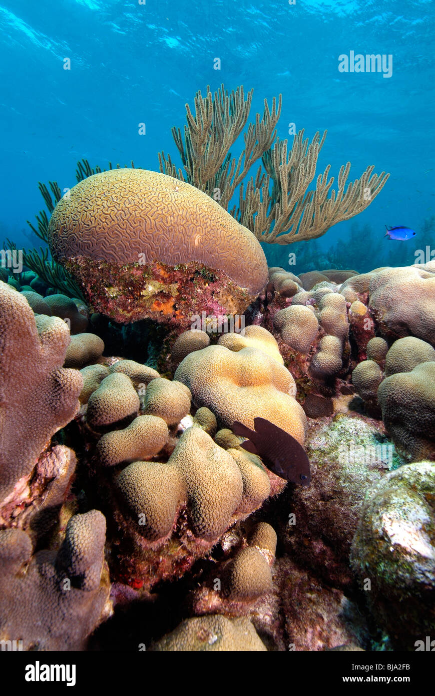 Meer-Stangen und Hirnkoralle Bonaire Insel Stockfoto