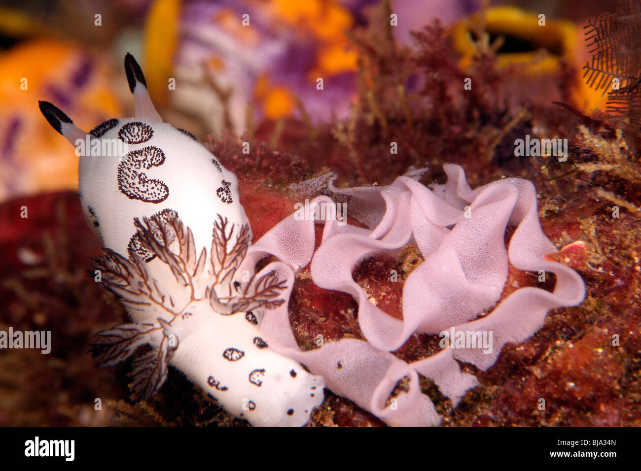 Nacktschnecke laichen in Raja Ampat, Pazifik Stockfoto