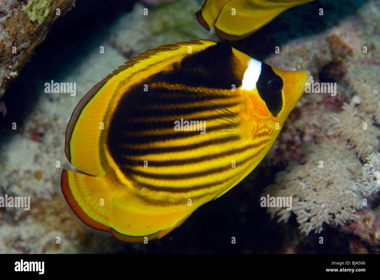 Diagonale Butterflyfish im Roten Meer. Stockfoto