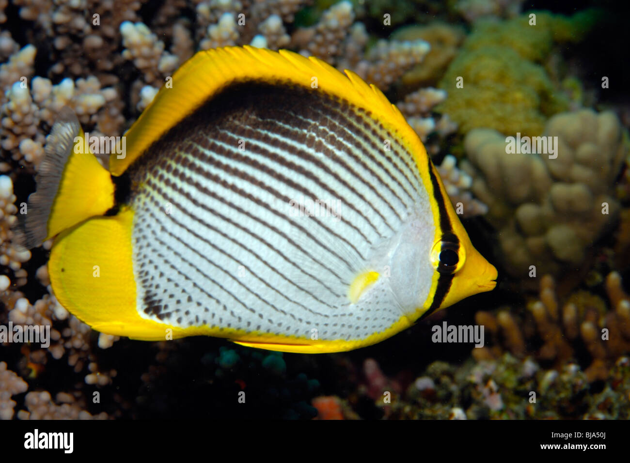 Schwarzrücken-Falterfische im Roten Meer. Stockfoto
