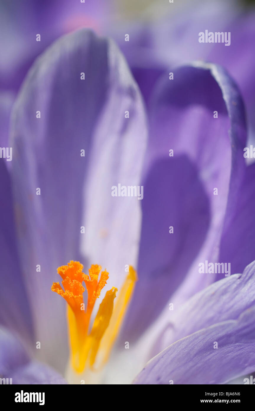 Lila Krokusse blühen im Frühling Stockfoto