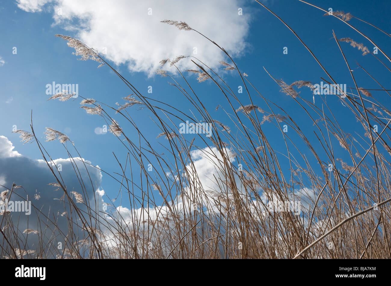 Schilf gegen blau und bewölktem Himmel in einem Feuchtgebiet UK Stockfoto