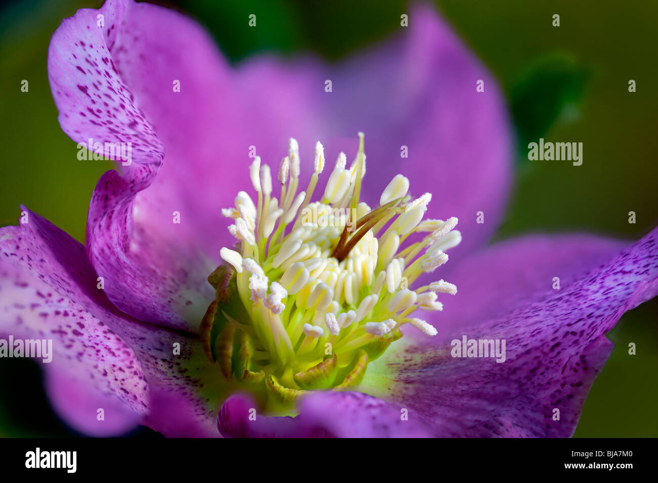 Nieswurzblumen Stockfotos Und Bilder Kaufen Alamy