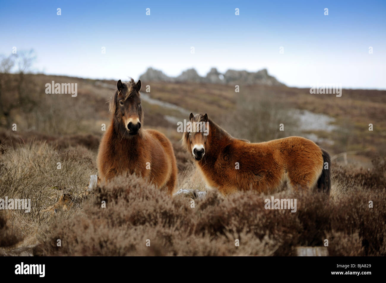 Exmoor Ponys auf dem Stiperstones Hügel in Shropshire, England Uk Stockfoto