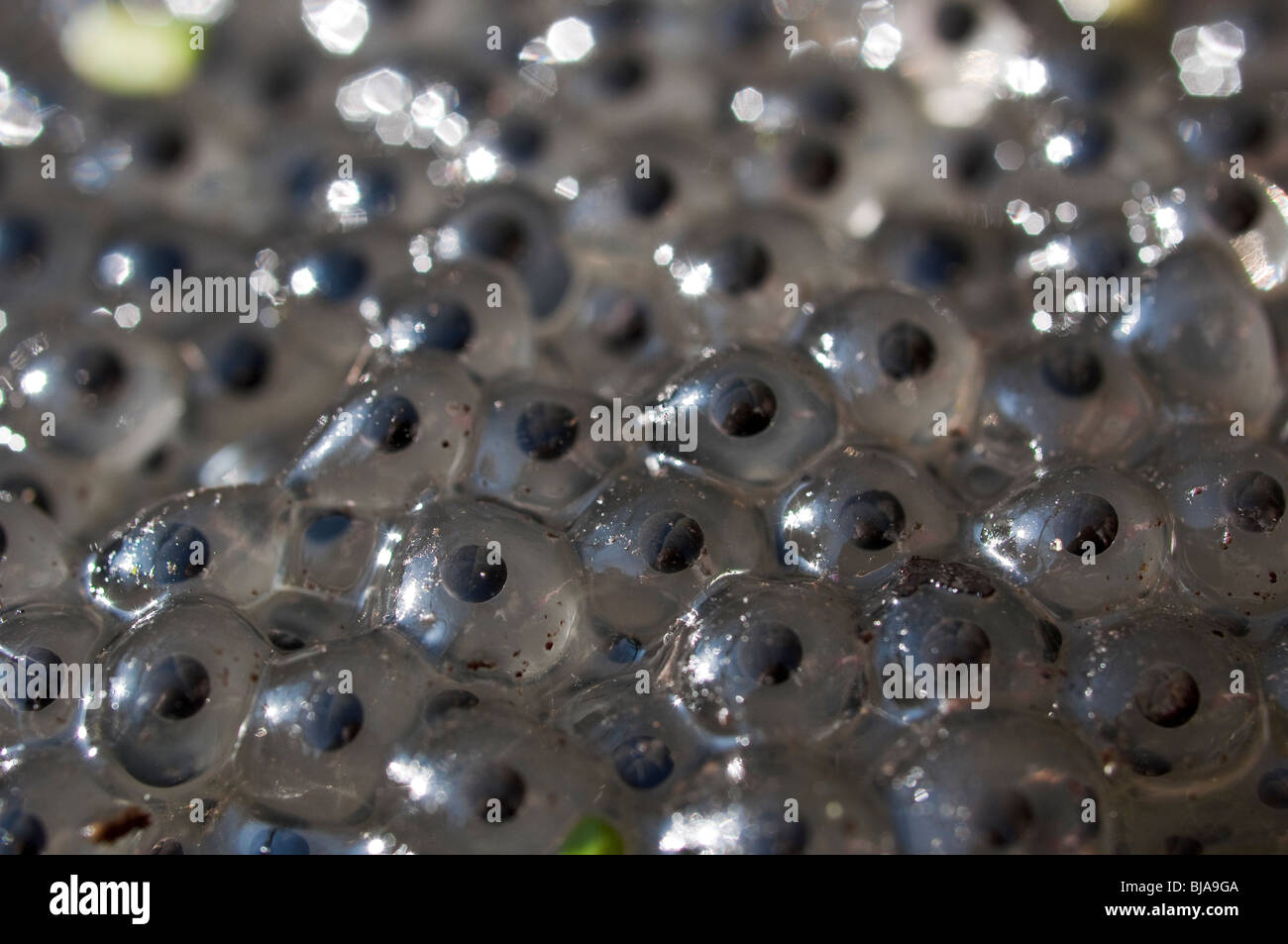 Nahaufnahme der Frosch Spawn im Gartenteich Stockfoto