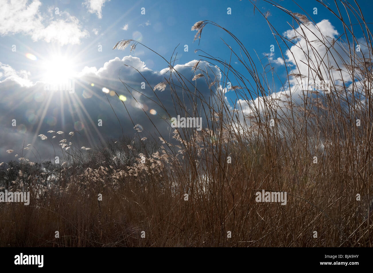 Schilf gegen blau und bewölktem Himmel in einem Feuchtgebiet UK Stockfoto