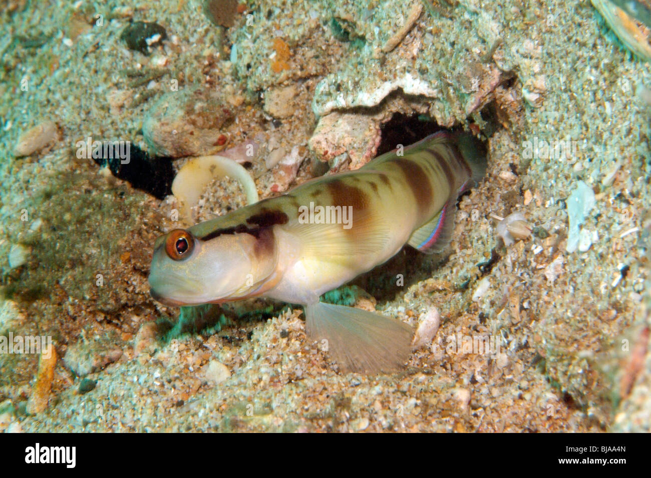 Fünf Balken Shrimpgoby in Raja Ampat, Pazifischen Ozean. Stockfoto