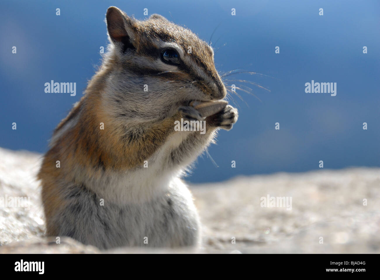 Wenigsten Streifenhörnchen Essen eine Nuss im Rocky Mountain National Park Stockfoto