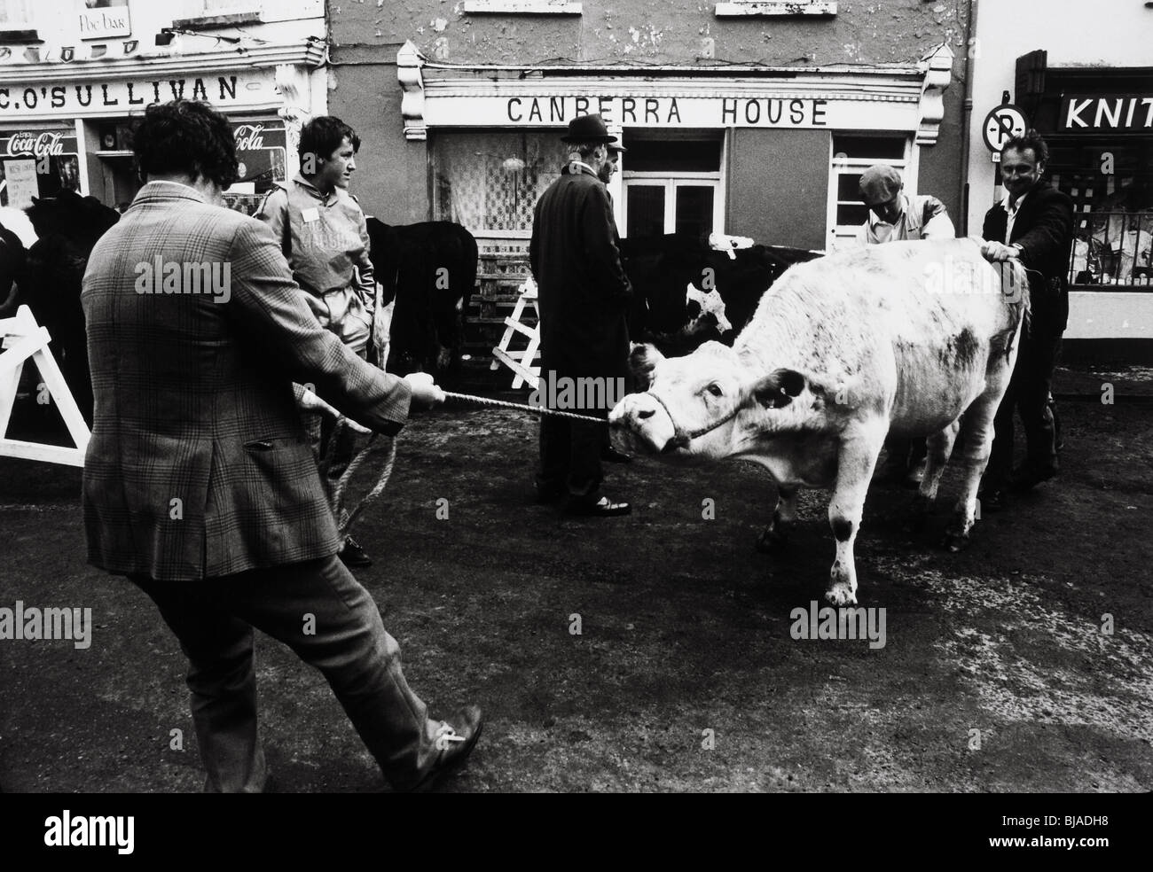 Puck fair Killorglin Irland Stockfoto