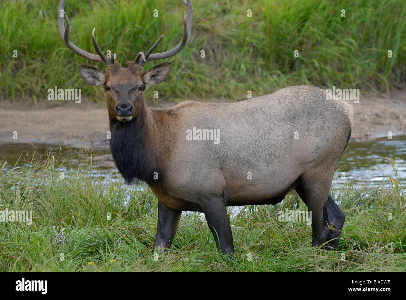 Männliche Elche zu Fuß auf einer Wiese in Rocky Mountain Nationalpark Stockfoto