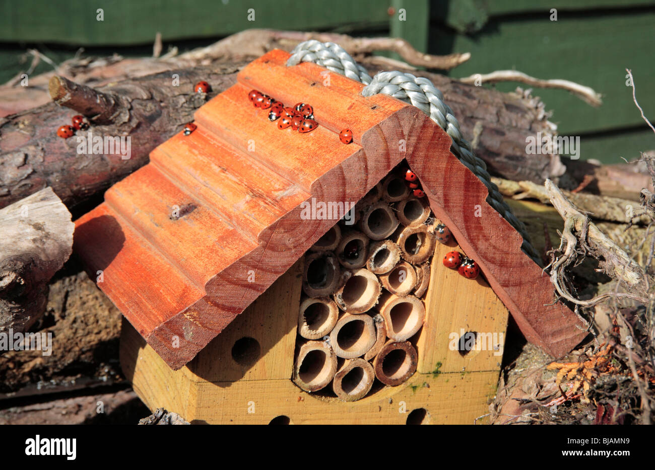7-Punkt Marienkäfer entstehende Insekt Zuflucht nach der Überwinterung und Erwärmung im Frühlingssonnenschein. Stockfoto
