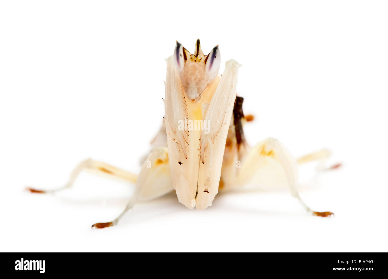 Männliche und weibliche Hymenopus Coronatus auch bekannt als malaysische Orchideen Mantis, vor weißem Hintergrund Stockfoto
