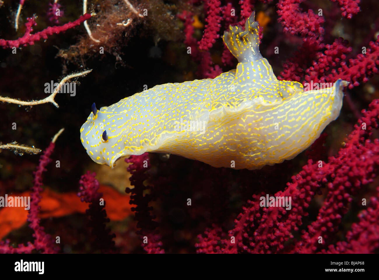 Hypselodoris Valenciennes im Mittelmeer Stockfoto