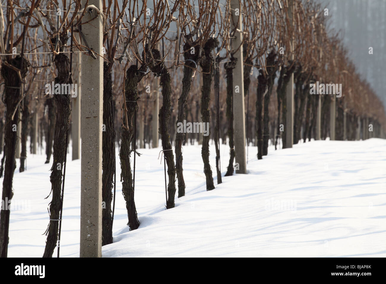 Weinberge in der Nähe von Limbach im Winter. Stockfoto