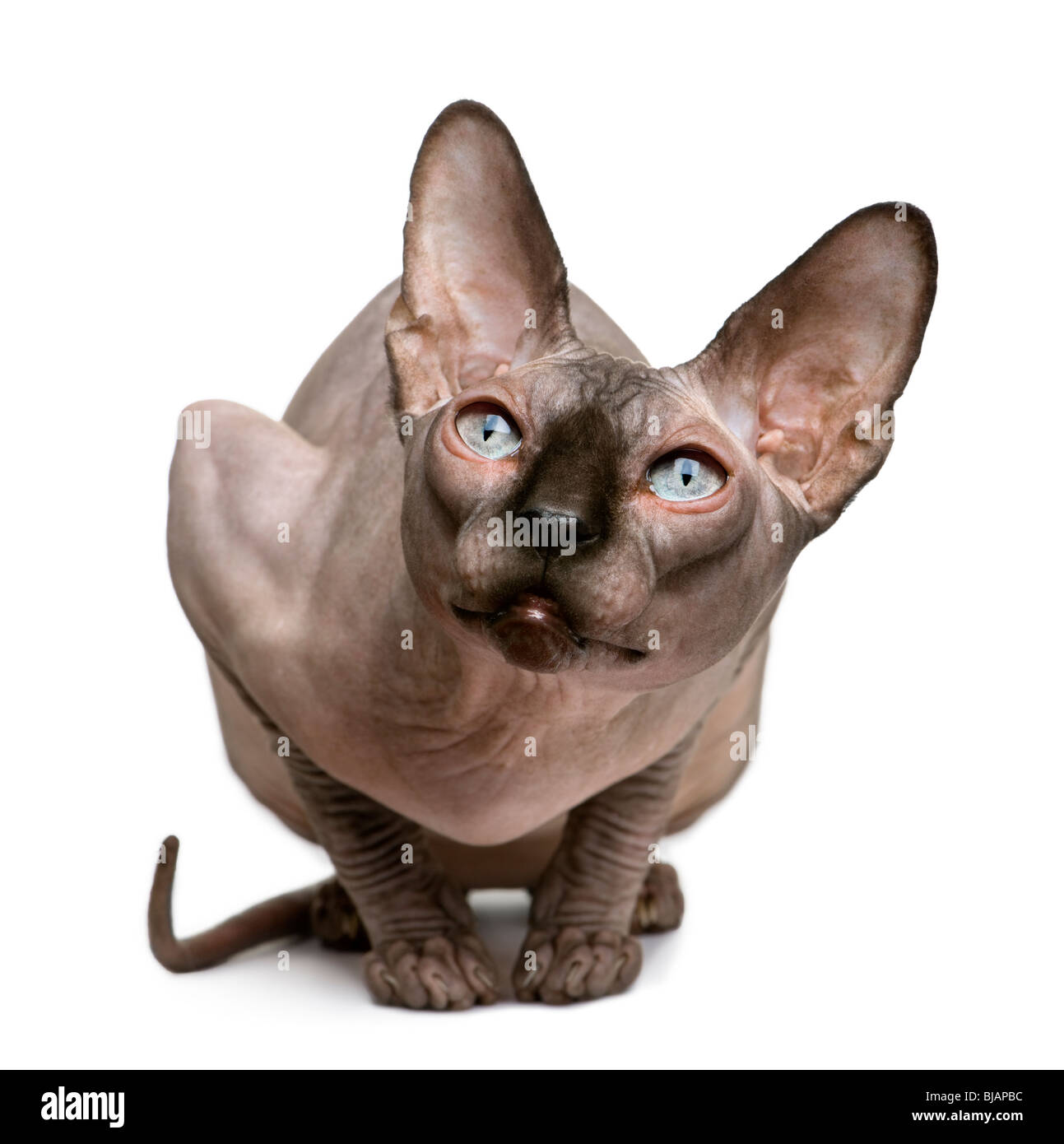 Sphynx Katzen, 1 Jahr alt, sitzt vor weißem Hintergrund Stockfoto