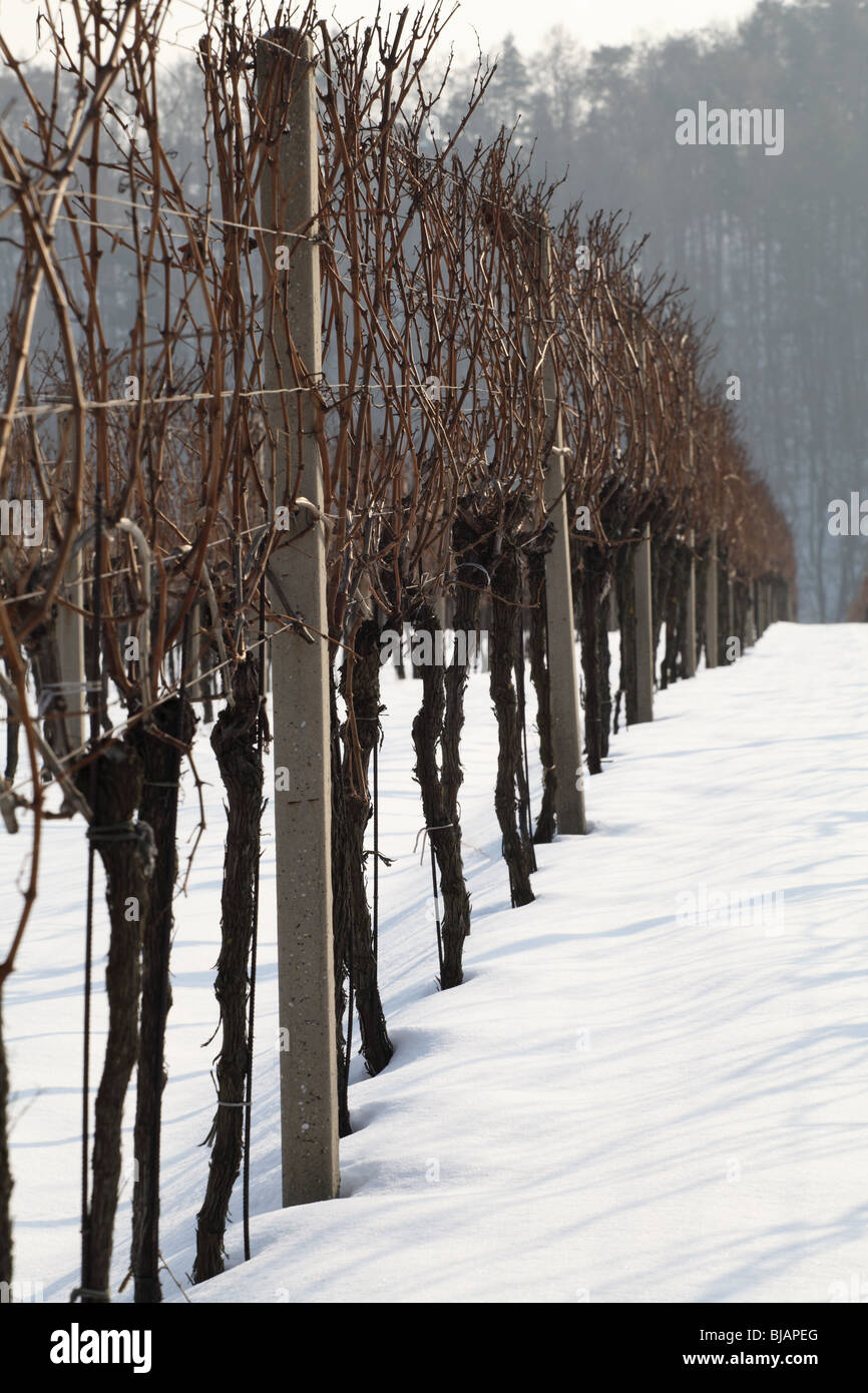 Weinberge in der Nähe von Limbach im Winter. Stockfoto