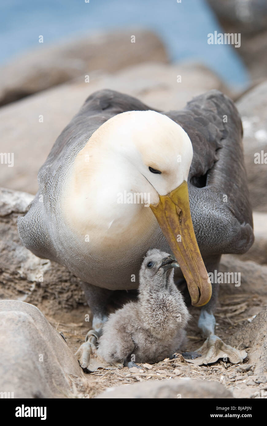 Eine winkte Albatross, (Phoebastria Irrorata) mit Küken-auch bekannt als Galapagos-Albatros Stockfoto