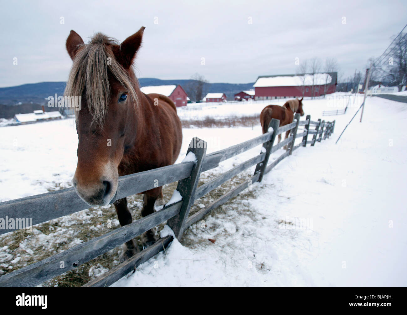 Pferde auf dem Bauernhof Winter Neuenglands westlichen Massachusetts Stockfoto