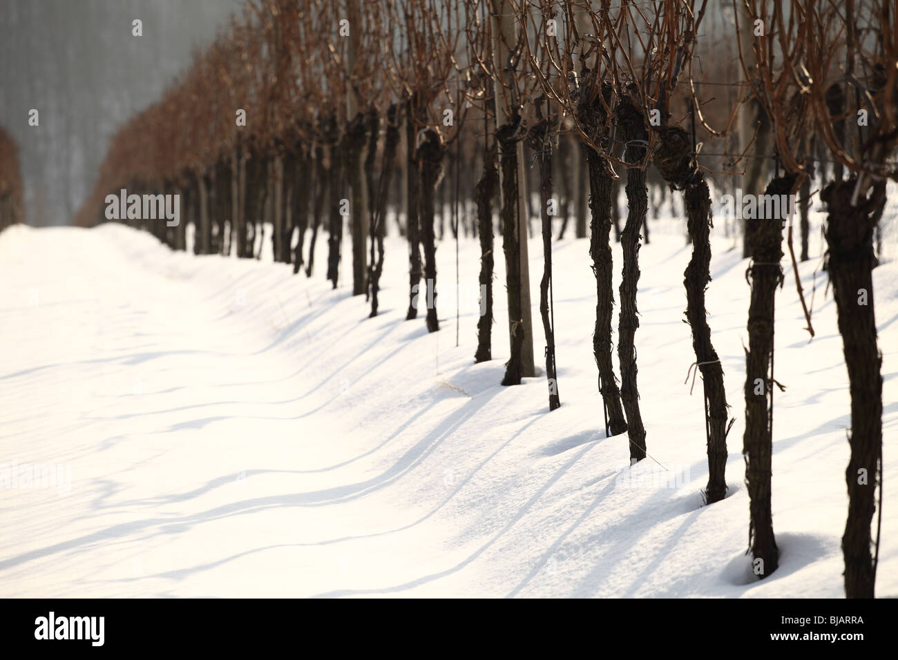 Weinberge in der Nähe von Limbach im Winter. Stockfoto