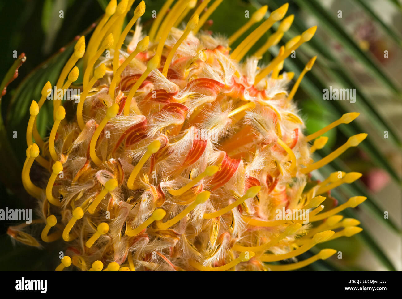 Strauch baum Fotos und Bildmaterial in hoher Auflösung Alamy