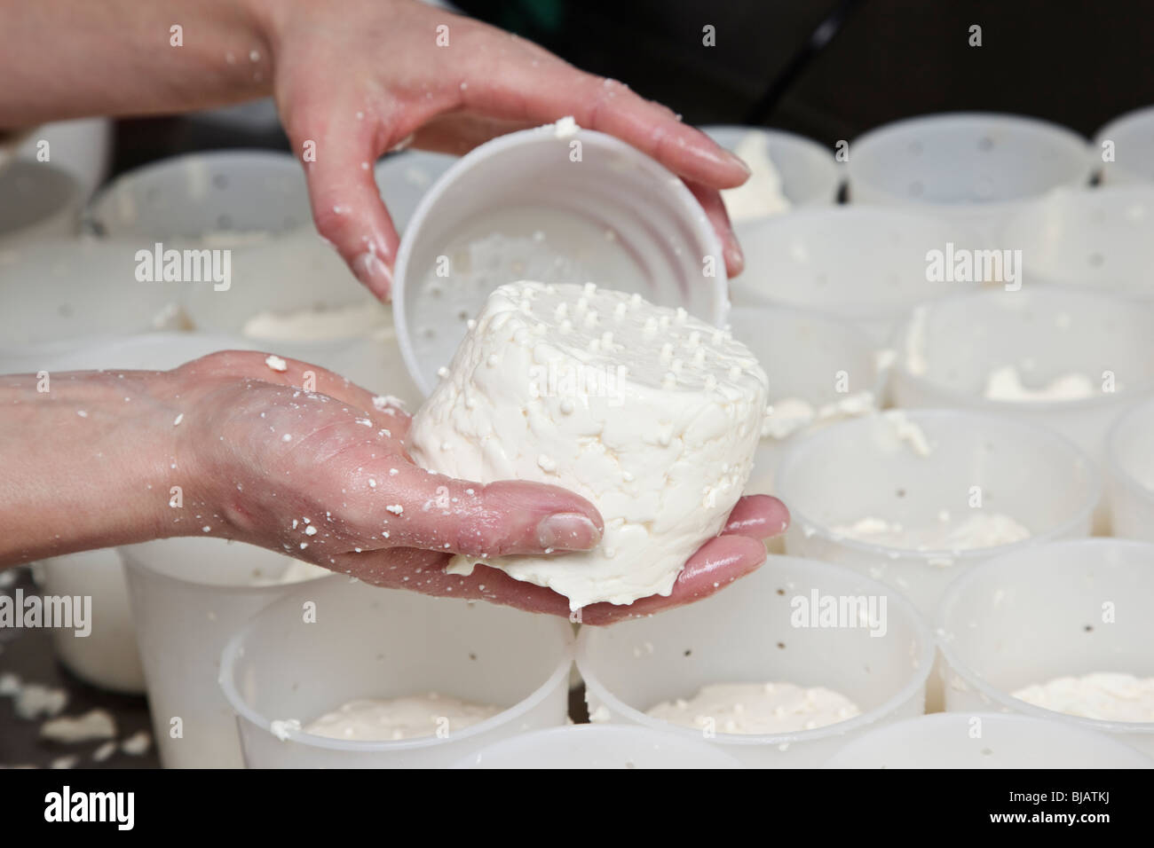 Weichkäse entfernen aus Formen - Teil des Produktionsprozesses handgemachten Käse Stockfoto