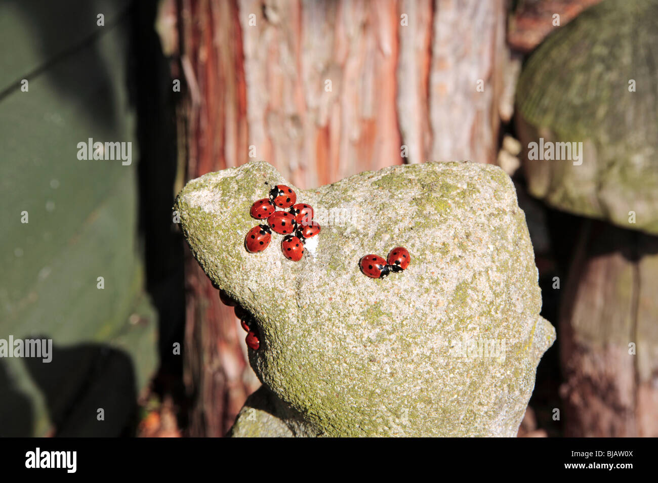 Sieben-Punkt-Marienkäfer ausruhen in der Sonne auf den Kopf des einen Gartenzwerg nach Austritt aus dem Winterschlaf. Stockfoto