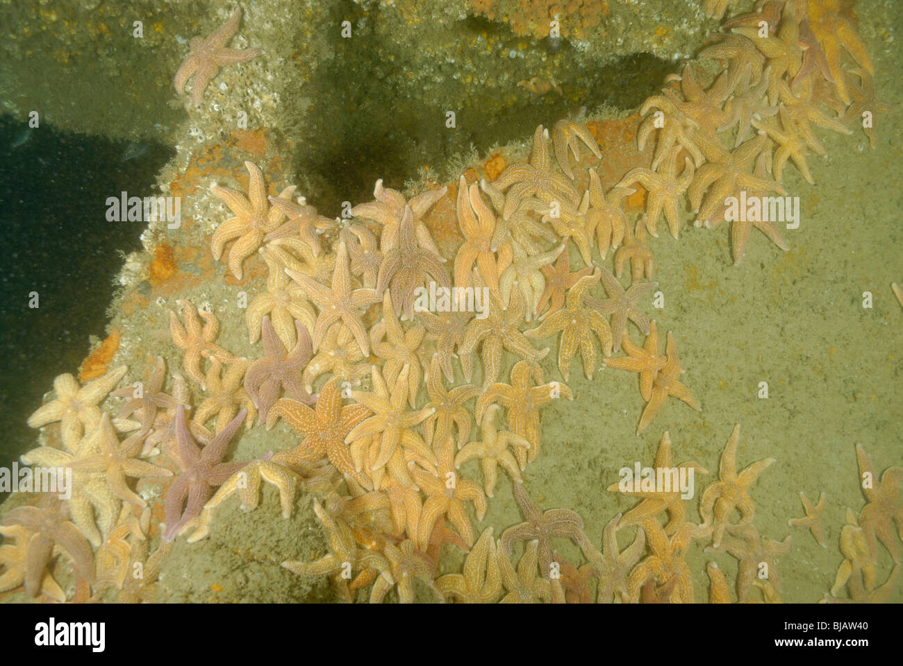 Kolonie der Seesterne auf dem Wrack des Harpagas in der Normandie, Frankreich Stockfoto