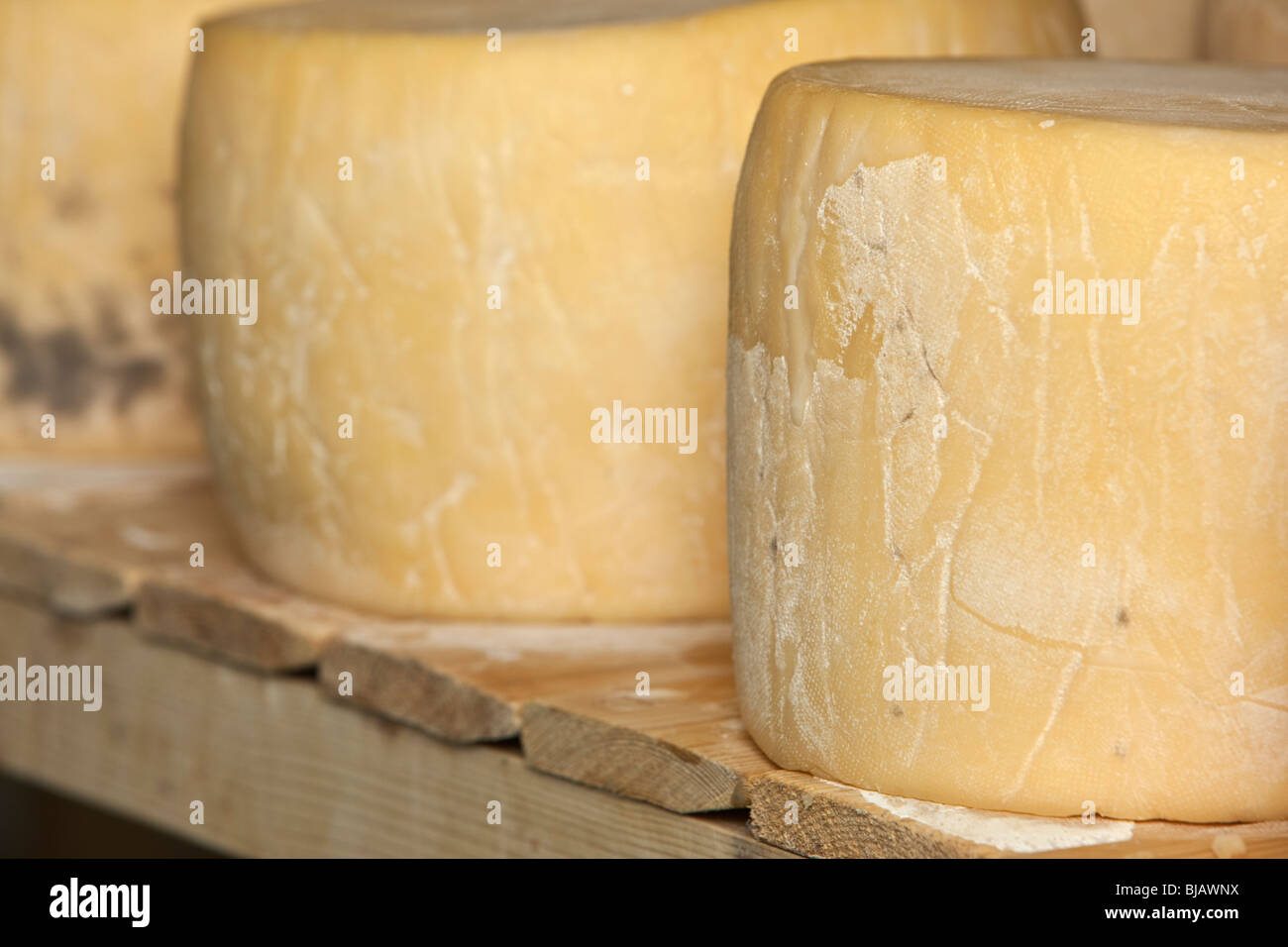 Ganze Runde Käse reift im Raum einer kleinen lokalen Molkerei Käse Stockfoto