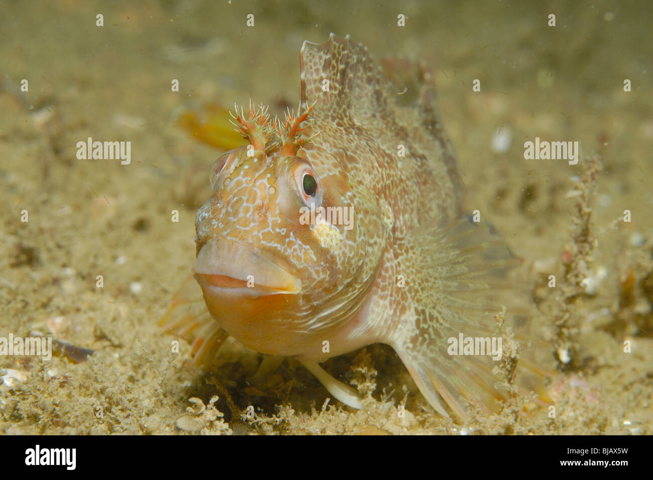 Tompot Blenny Fisch auf ein Wrack in der Normandie, Frankreich Stockfoto