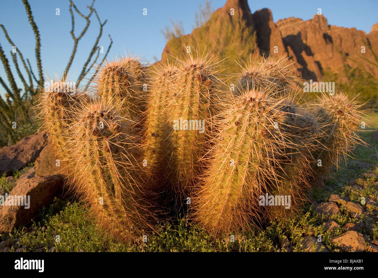 Goldener Igel Kaktus, diesein in der Kofa Wildlife Refuge im westlichen Arizona gefunden. Stockfoto