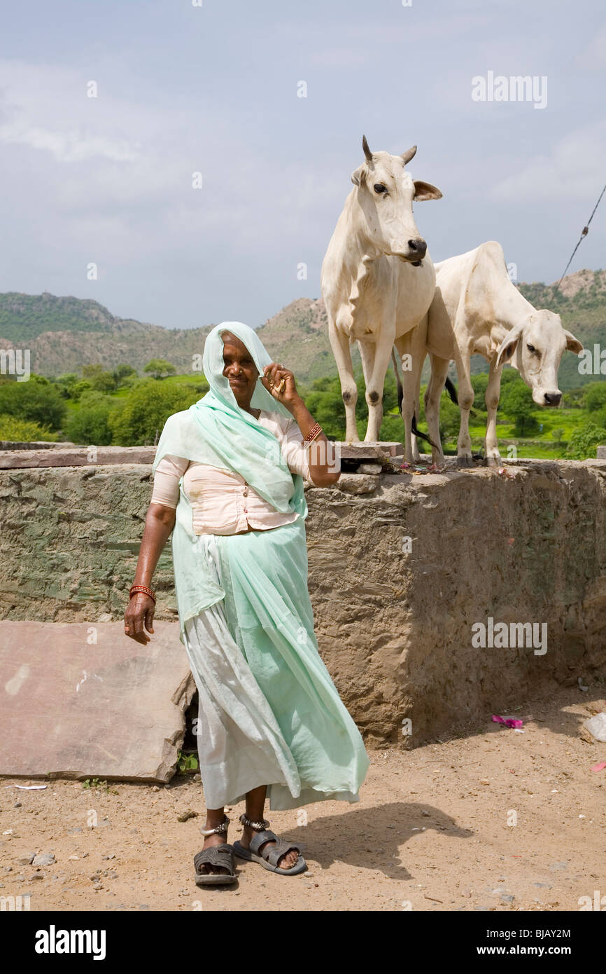 Heilige Kuh Stockfoto